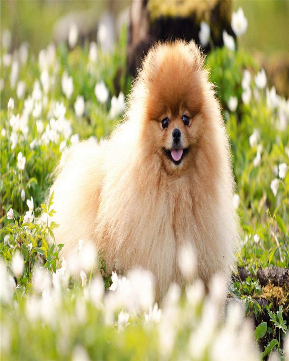 5D DIY Diamond Painting Kits for Adults Pomeranian Pet Dog Full Drill Rhinestone Crystal Embroidery Picture Cross Stitch Artist Residence Decoration Craft