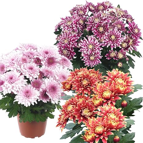 Amazon 菊苗 切花菊 豪華クリスタル菊セット 3種3株 国華園 22年秋商品 花