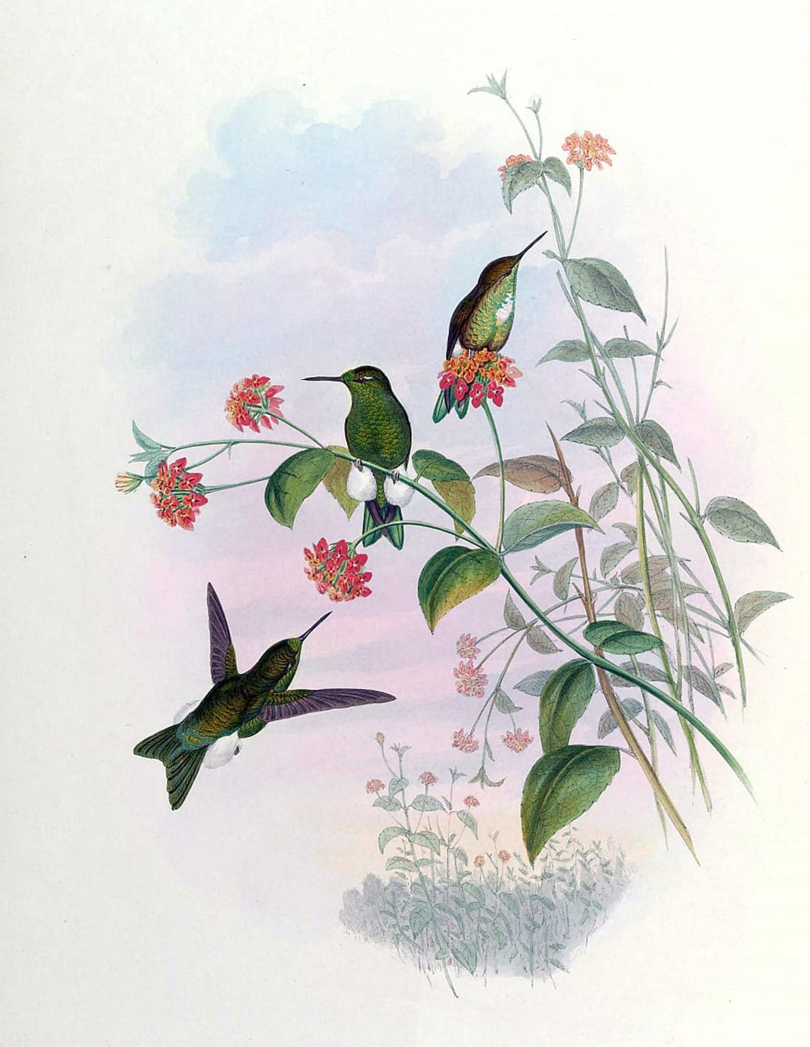 Lienzo cuadro Eriocnemis Aline John Gould con acabado artístico premium 5