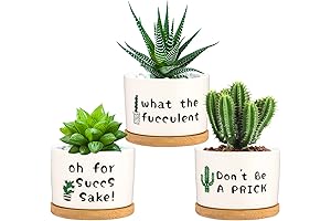 Parbee Funny Succulent Pots: The Perfect Way to Display Your Little Green Friends
