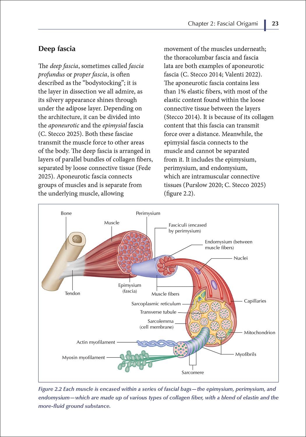 The Pelvic Diaphragm: Treating Pain and Dysfunction from a Global Anatomical Perspective