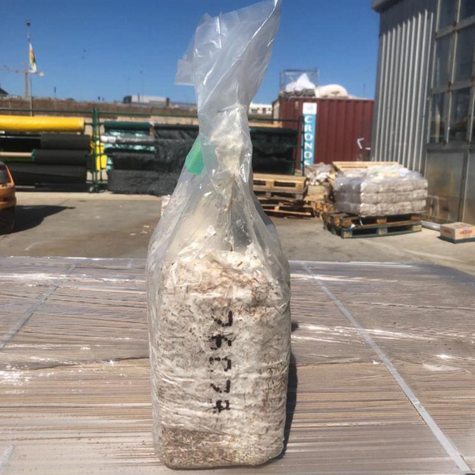 Balletta per la Produzione Professionale di Funghi Cardoncelli Pleurotus Eryngii Ideale per la Coltivazione del Fungo Cardoncello Pugliese Substrato e Ceppo (6)