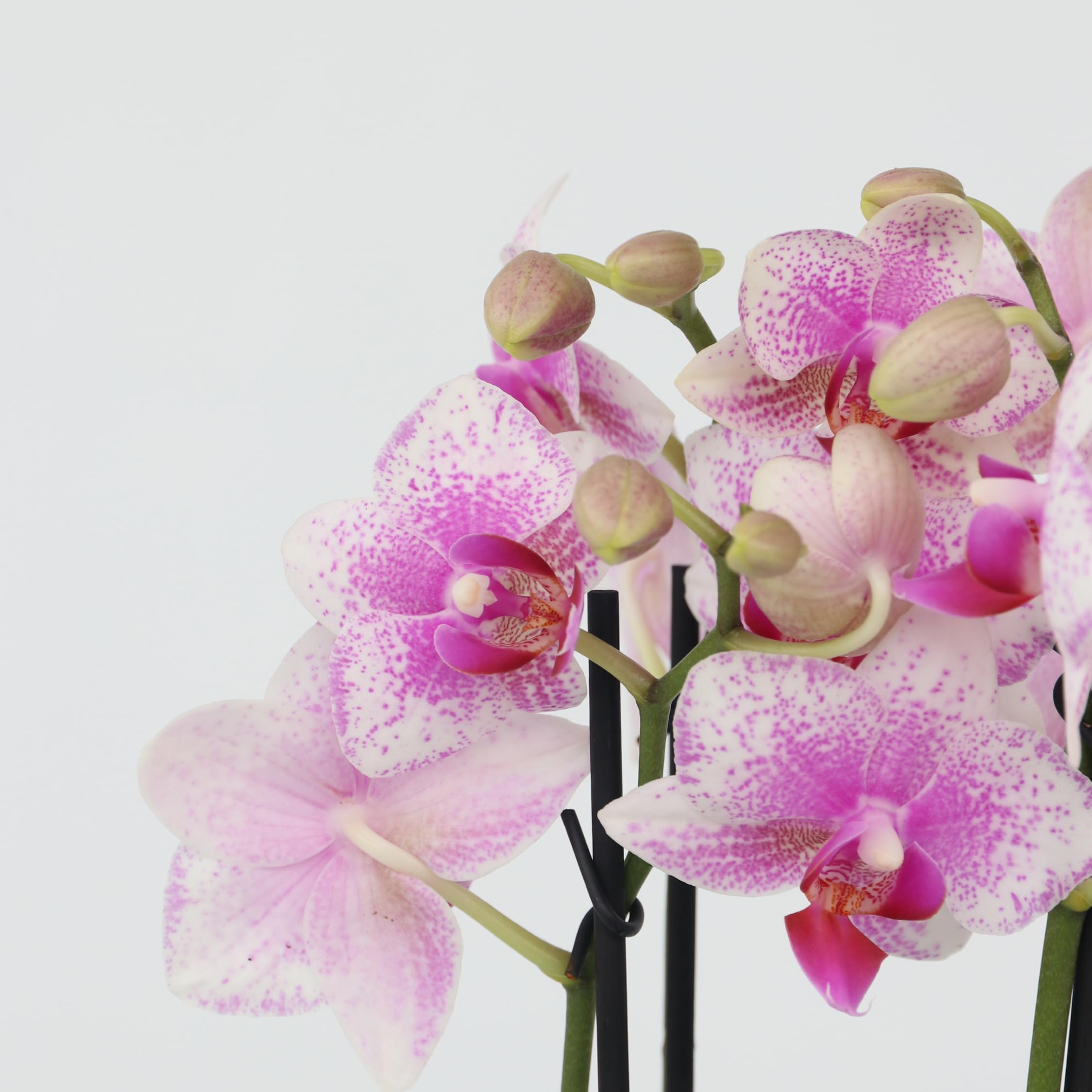 Plant in a Box - Phalaenopsis Multiflora - Orchidée rose - Plante d'intérieur à fleurs - Aime les chats - Pot 12cm - Hauteur 35-45cm