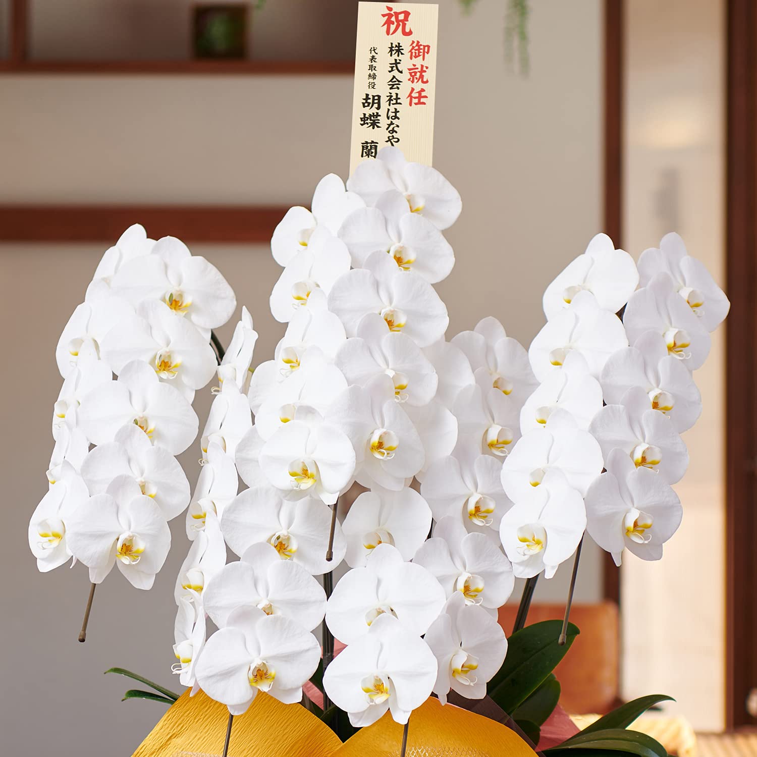 Amazon|□□花上に飛び出す木札付き!□□【胡蝶蘭専門店 Amazon|□□花上に飛び出す木札付き!□□【胡蝶蘭専門店