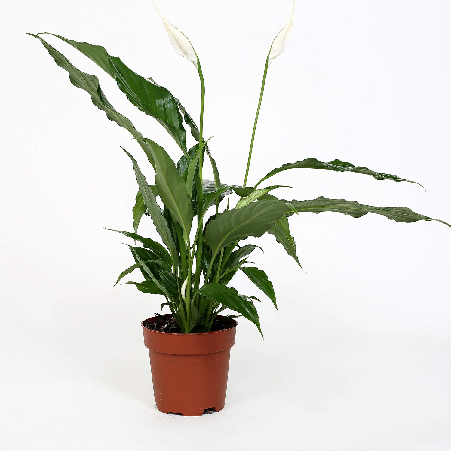 Spathiphyllum Bellini - Peace Lily 13cm Pot by Patricia May