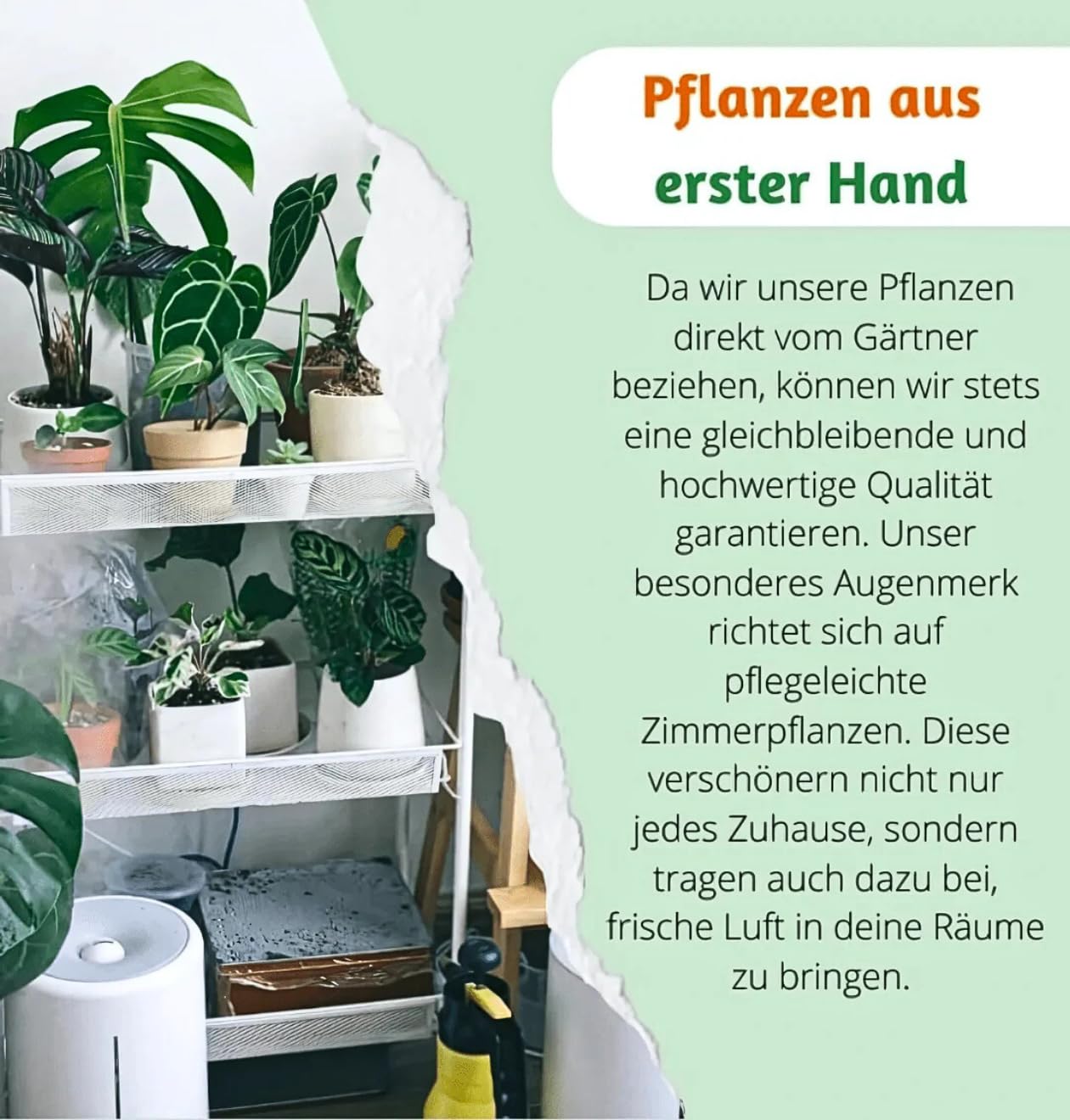 Monstera Deliciosa Lot de 3, 55-70 cm, Pot de 14 cm Ø, Ensemble de plantes pour appartement et bureau, Qualité de professionnel de plantes, Expédition rapide de plantes, Idéal pour la verdure