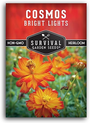 Paquete de 5 semillas de cosmos Bright Lights para plantar, paquete con instrucciones para cultivar Cosmos Sulphureus en tu hogar, variedad de