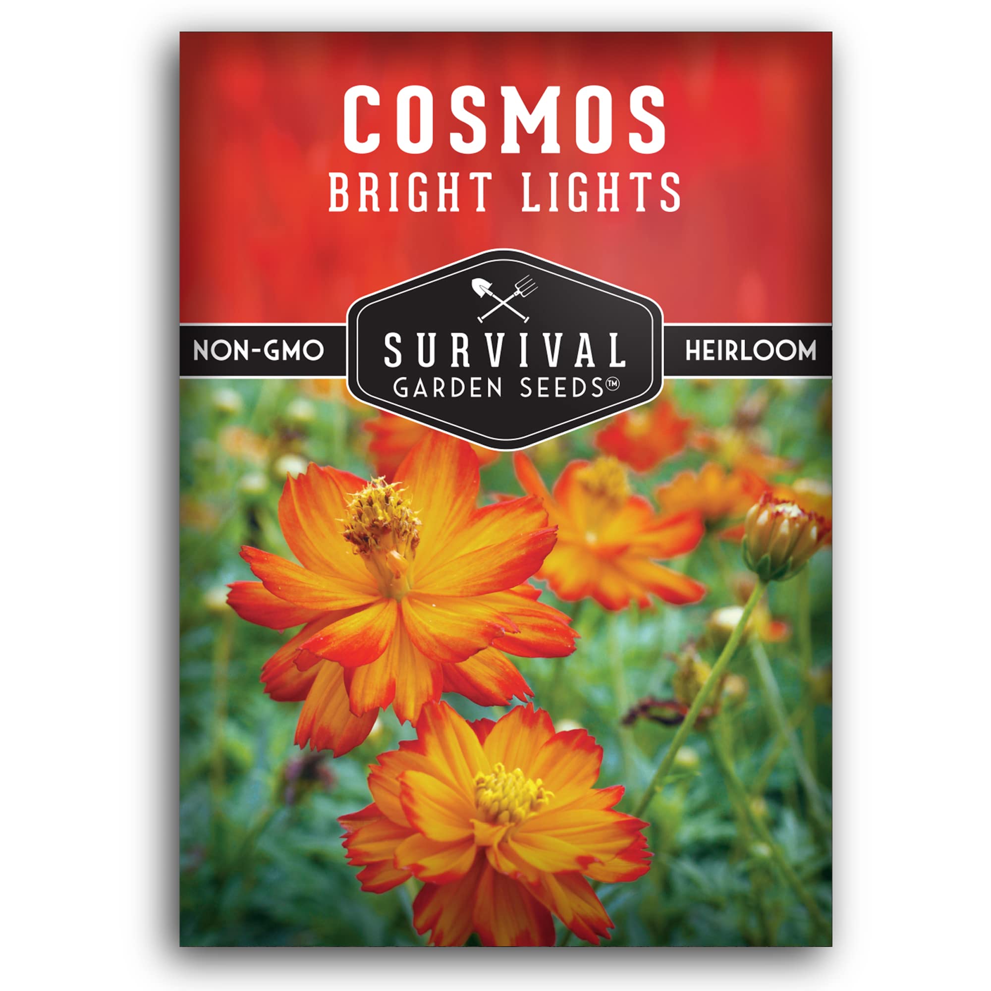 Survival Garden Seeds Bright Lights Cosmos Seed for Planting - 1 Packet with Instructions to Grow Cosmos Sulphureus in Your Home Flower or Vegetable Garden - Non-GMO Heirloom