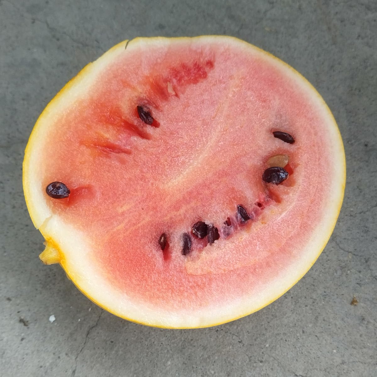 Arbuz 'Golden MIdget' (Citrullus lanatus) - ok. 5 nasion