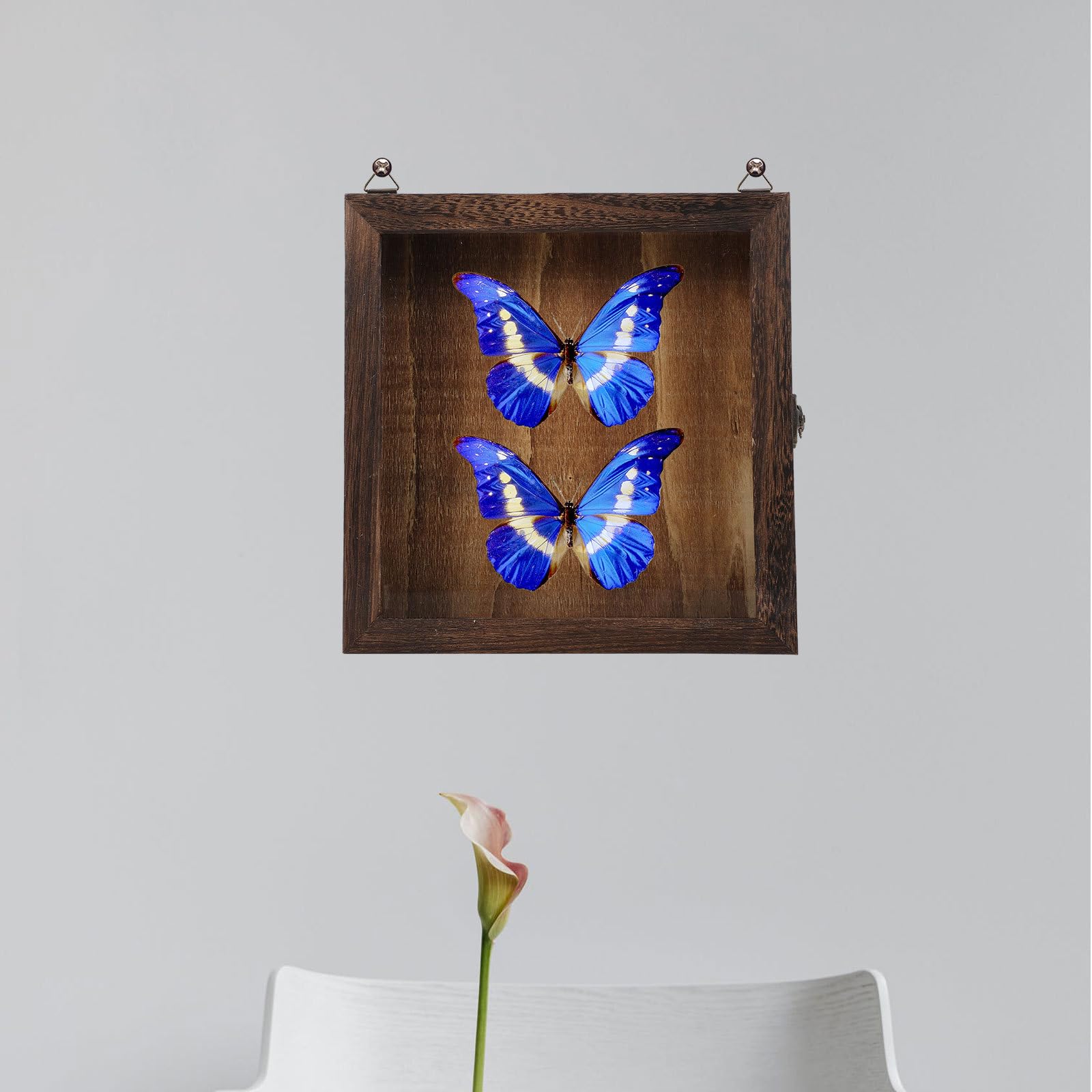 Beaupretty Caja de Exhibición de Insectos Tapa Estilo Retro, Multi-funcional y Compacta, Hecha de Acrílico y Madera Color Café para Decoración y Almacenamiento