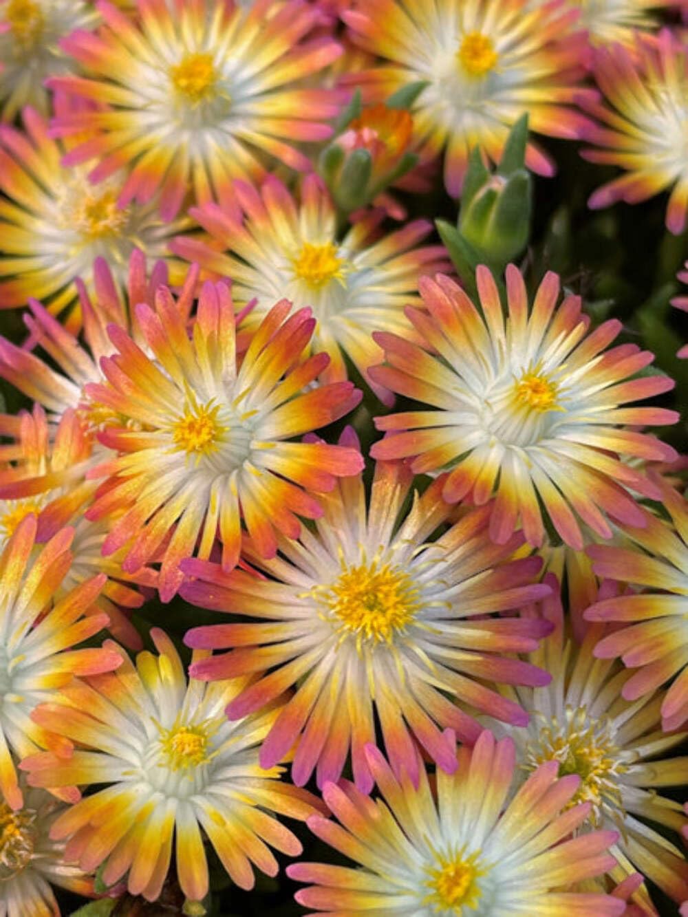 Perennial Farm Delosperma Ruby Ice Plant