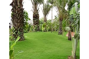 Zenith Zoysia Grass Seeds with Mulch Mix: Lush, Green Zoysia Sod for Your Lawn