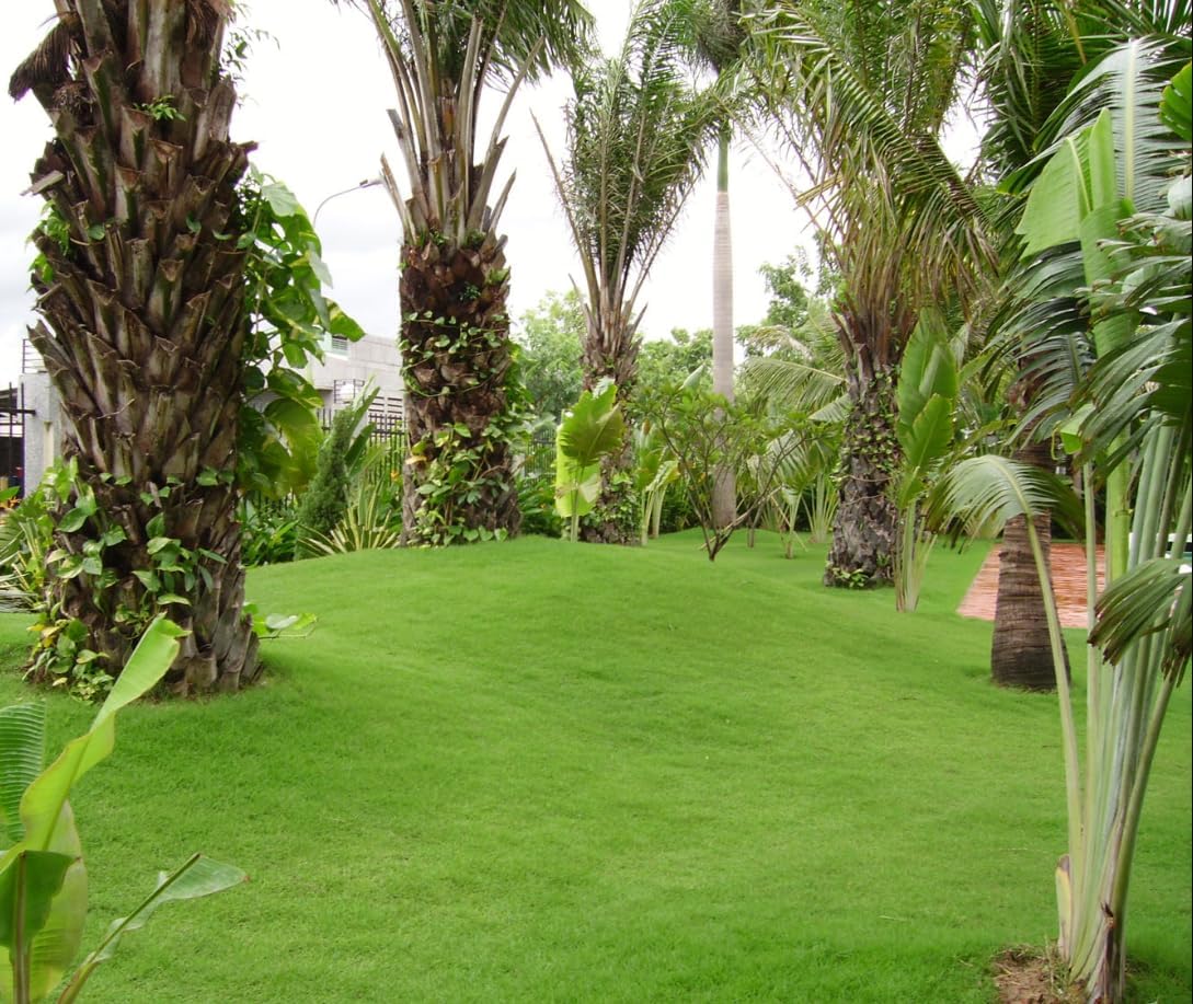 1 Lb Zenith Zoysia Grass Seeds Mix Zoysia Grass Seeds