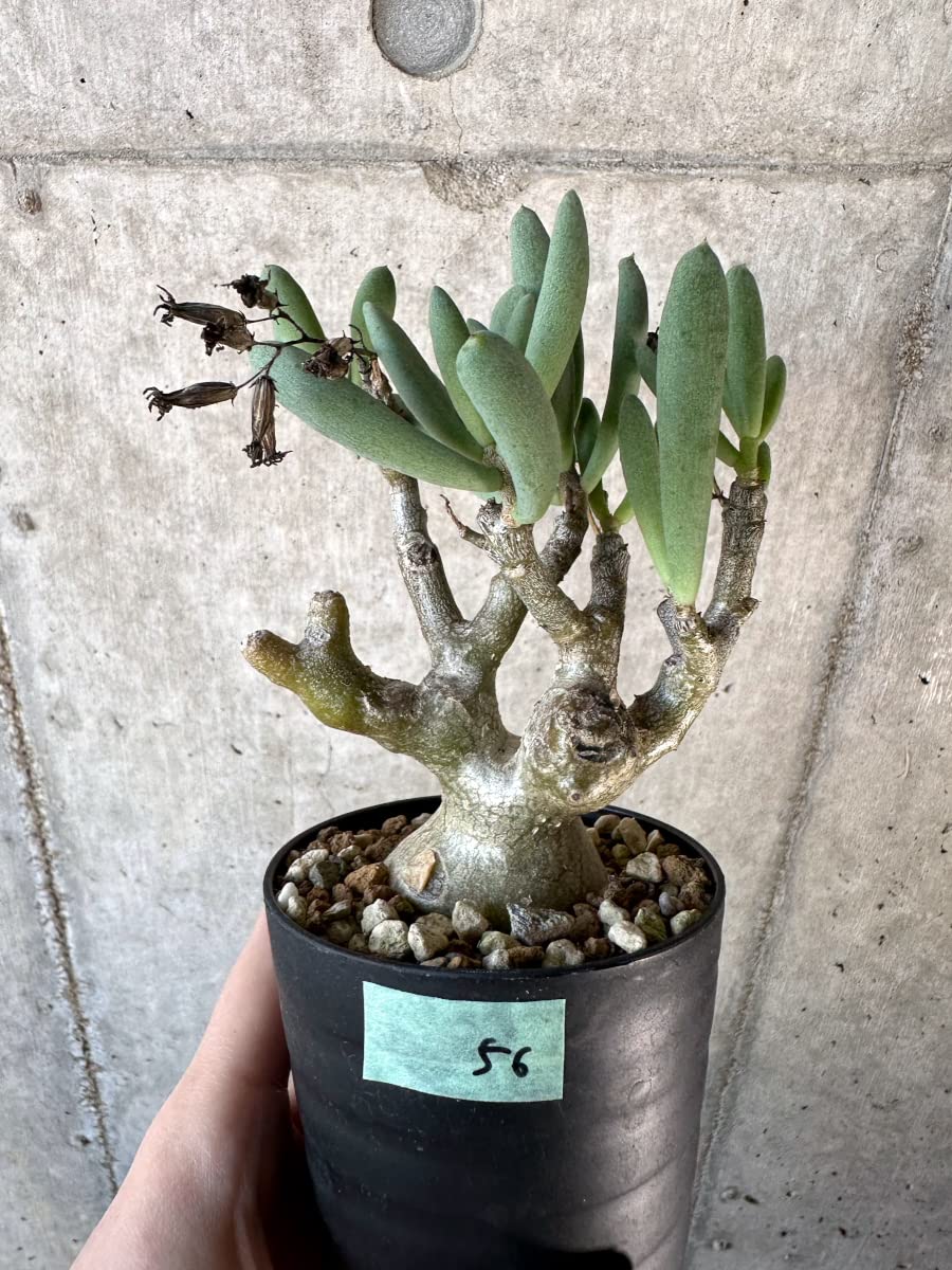 Amazon｜【現品限り】チレコドン・フラギリス【D56】 Tylecodon