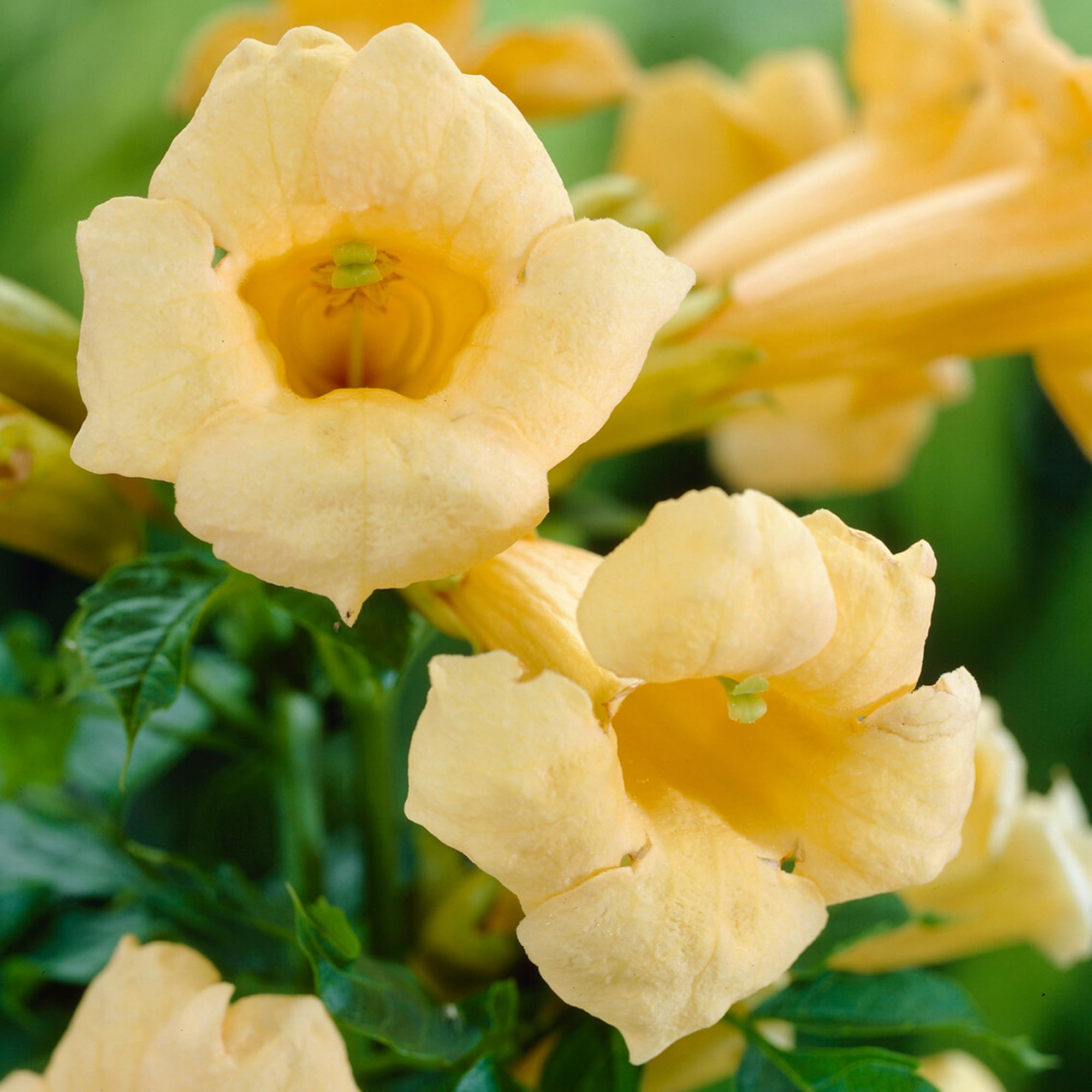 Campsis Flava | Yellow Trumpet Vine | Climbing Plants Outdoor Garden Ready to Plant | Flowering Garden Plants Hardy | Fast Growing for Trellis, Walls, Fences (2 Litre Pot, 60-80cm)