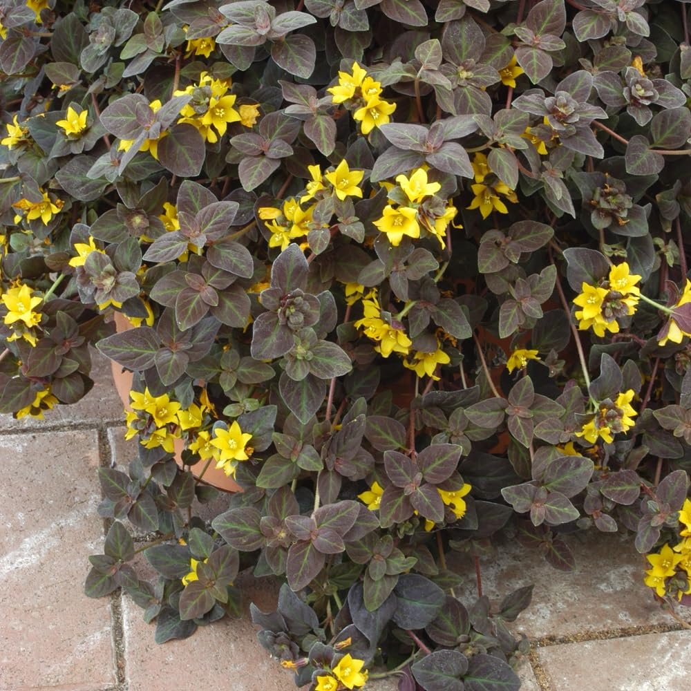 Lysimachia 'Midnight Sun'. 9cm Plant x 2. Creeping Jenny. Perennial Yellow Flowers & Dark Foliage for Hanging Baskets. Available from Bedwen Plants
