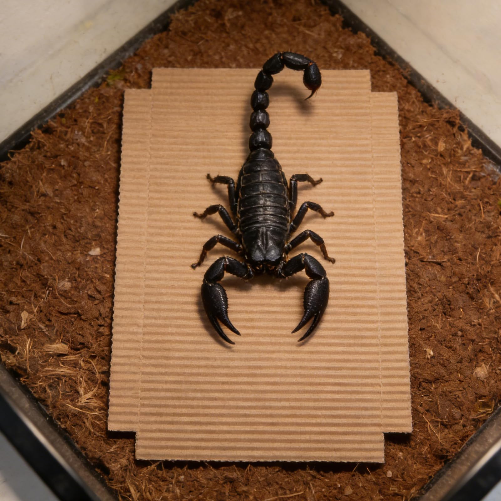 TOYANDONA 100 Pezzi Rivestimento Ondulato in Cartone per Terrario Rettili, Fondo Assorbente per Habitat Lucertole, Serpenti e Draghi Barbuti, Facile da Sostituire, Adatto a Gabbie
