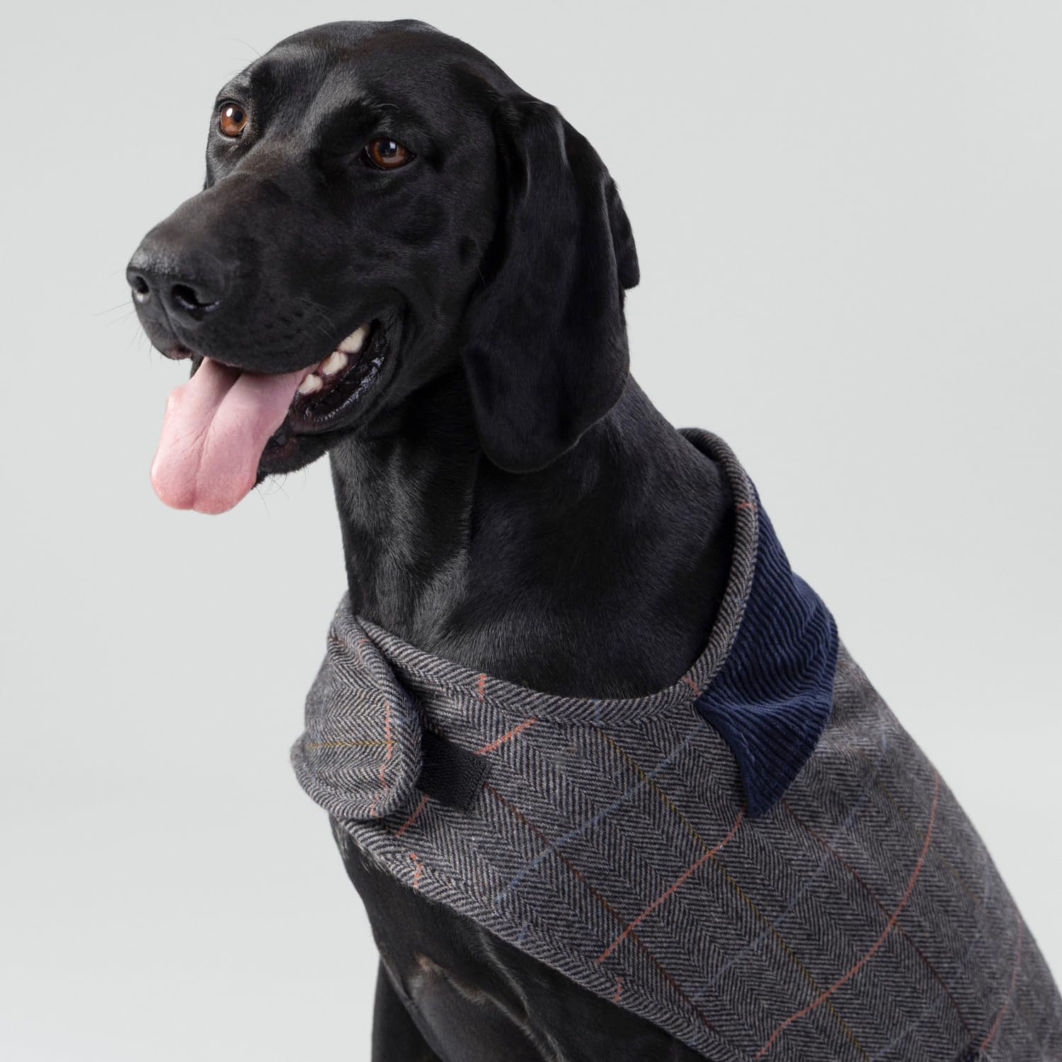 HUGO & HUDSON x Hackett Chaqueta de Tweed para Perro, Abrigo de Invierno cálido con Cuello de Pana, Cuadros Grises en Espiga, XS25
