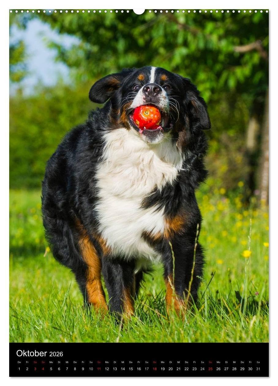 Faszination Berner Sennenhund (hochwertiger Premium Wandkalender 2026 DIN A2 hoch), Kunstdruck in Hochglanz: Auf 13 bezaubernden Fotos begleiten uns Berner Sennenhunde durch das Jahr (CALVENDO Tiere)