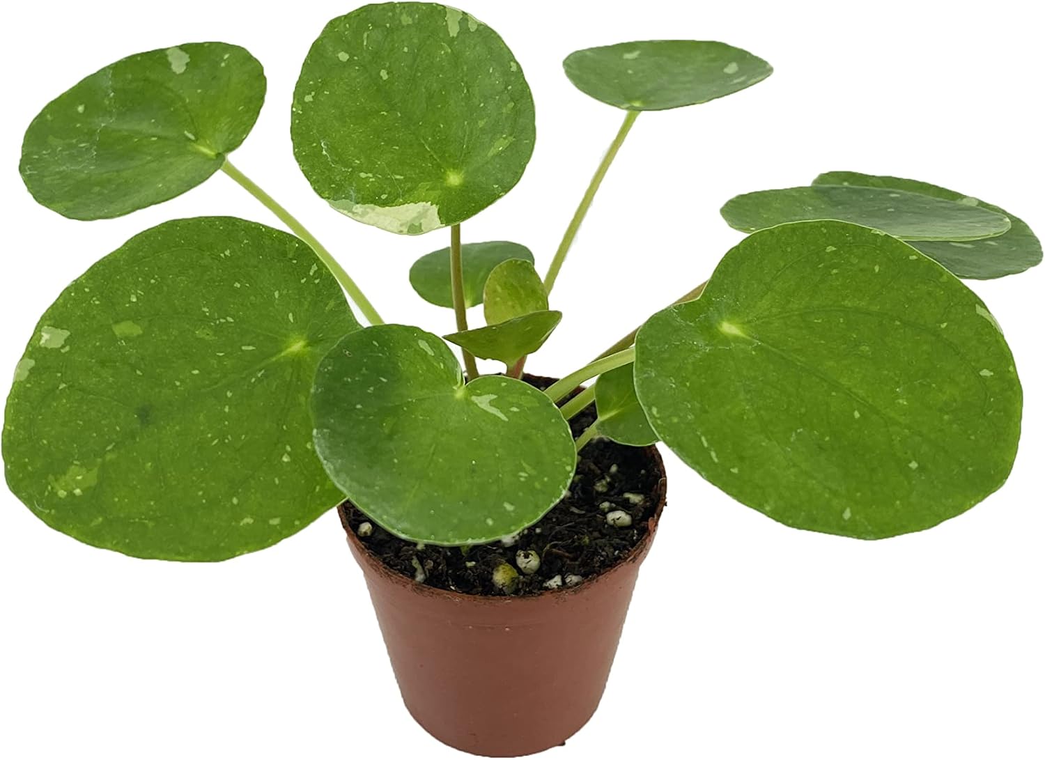 2 Plants - Variegated Pilea peperomioides 'White Splash' (2" Pots/Starter Plants)