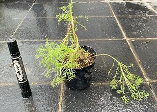 ローマンカモミール 多年草 アイドル お笑い タレント 芸能人グッズ