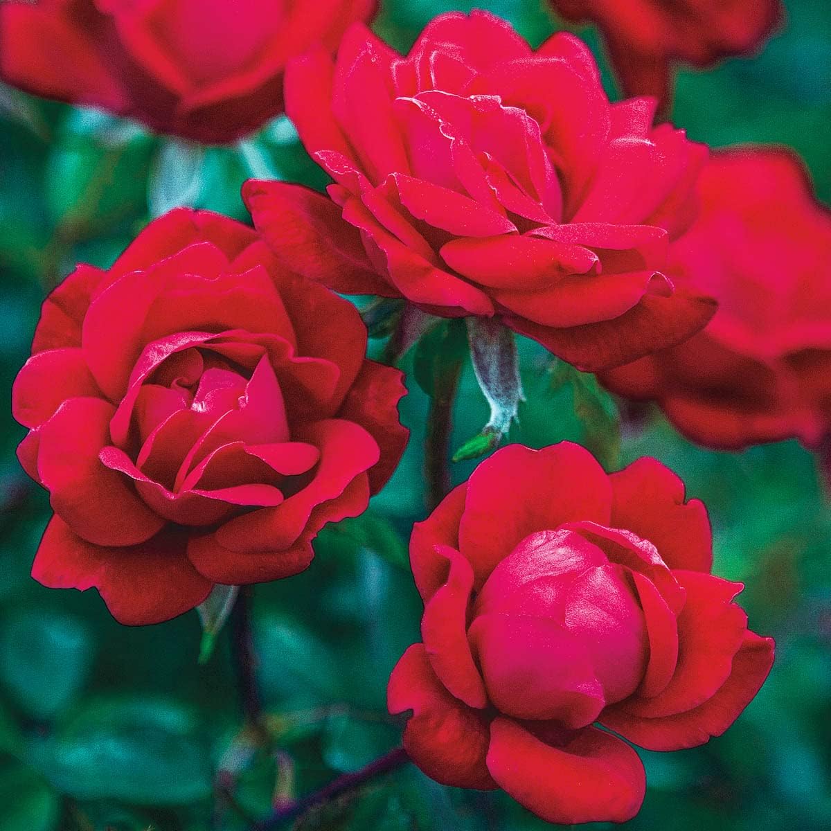 BRECK'S - Double Red Knock Out Dormant Bare Root Shrub Rose, Includes one Plant per Order