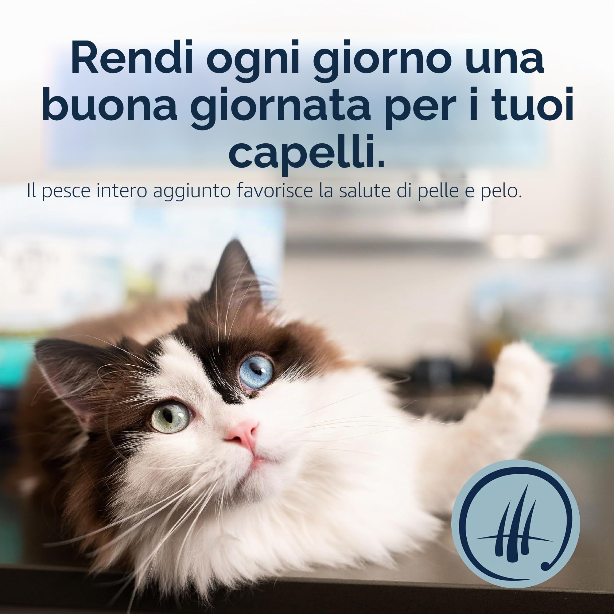 ZIWI Peak Steam & Pollo essiccato senza gabbie con sgombro intero, 2,2 kg, cibo secco per gatti naturale, ad alto contenuto proteico, alternativo crudo e senza cereali, cibo secco completo per gatti