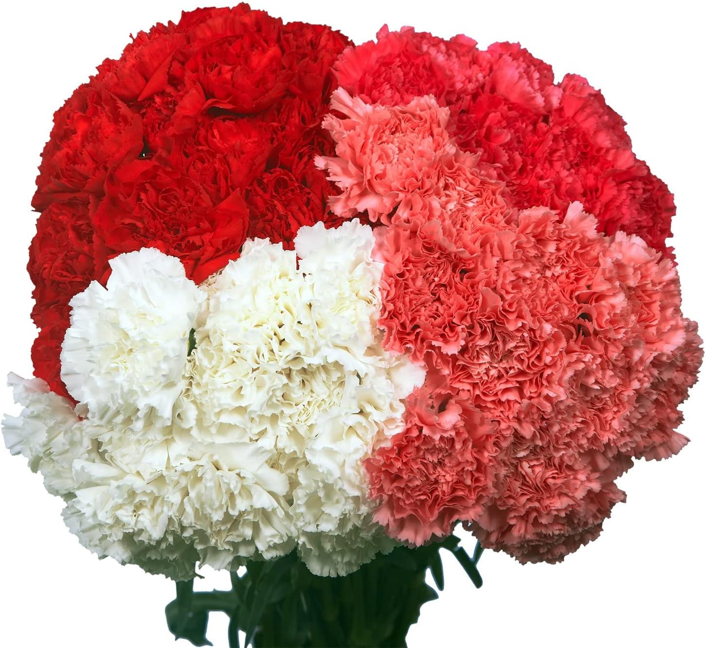 Fresh Flowers 100 Valentines Day Carnations Next Day