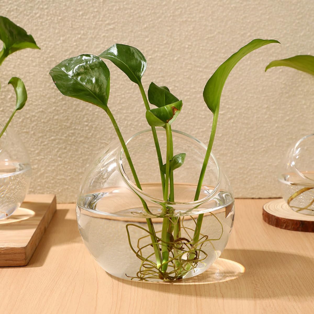 Gatuida Terrario Di Vetro 3 Pezzi Bottiglie Micro Paesaggio Fai Da Te, Contenitori Per Piante Succulente Compatte Per Decorazioni Casa Ufficio Matrimonio