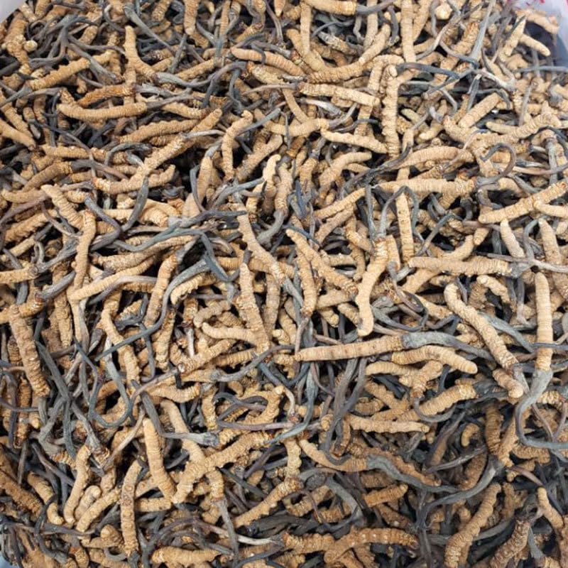 Genuino seco Cordyceps sinensiswinterworm summerherb, Ophiocordyceps sinensis, Tíbet destacado, (6 piezas) peso neto 0.04 oz.