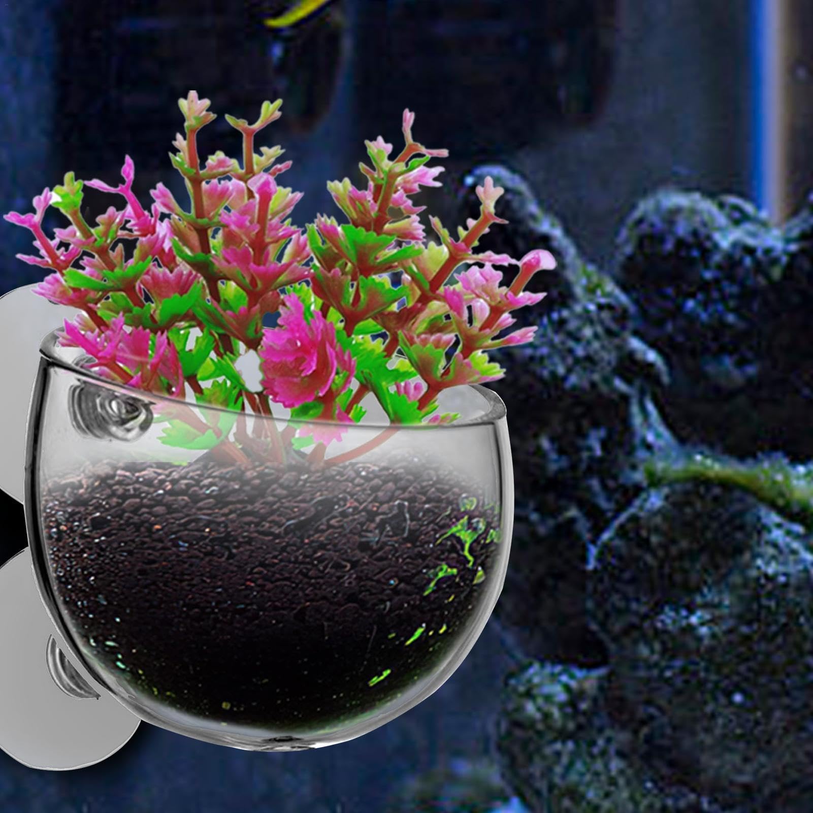 Amazon.co.jp: 吸盤式水草カップ、吸盤式プランター, 吸盤式水草カップ