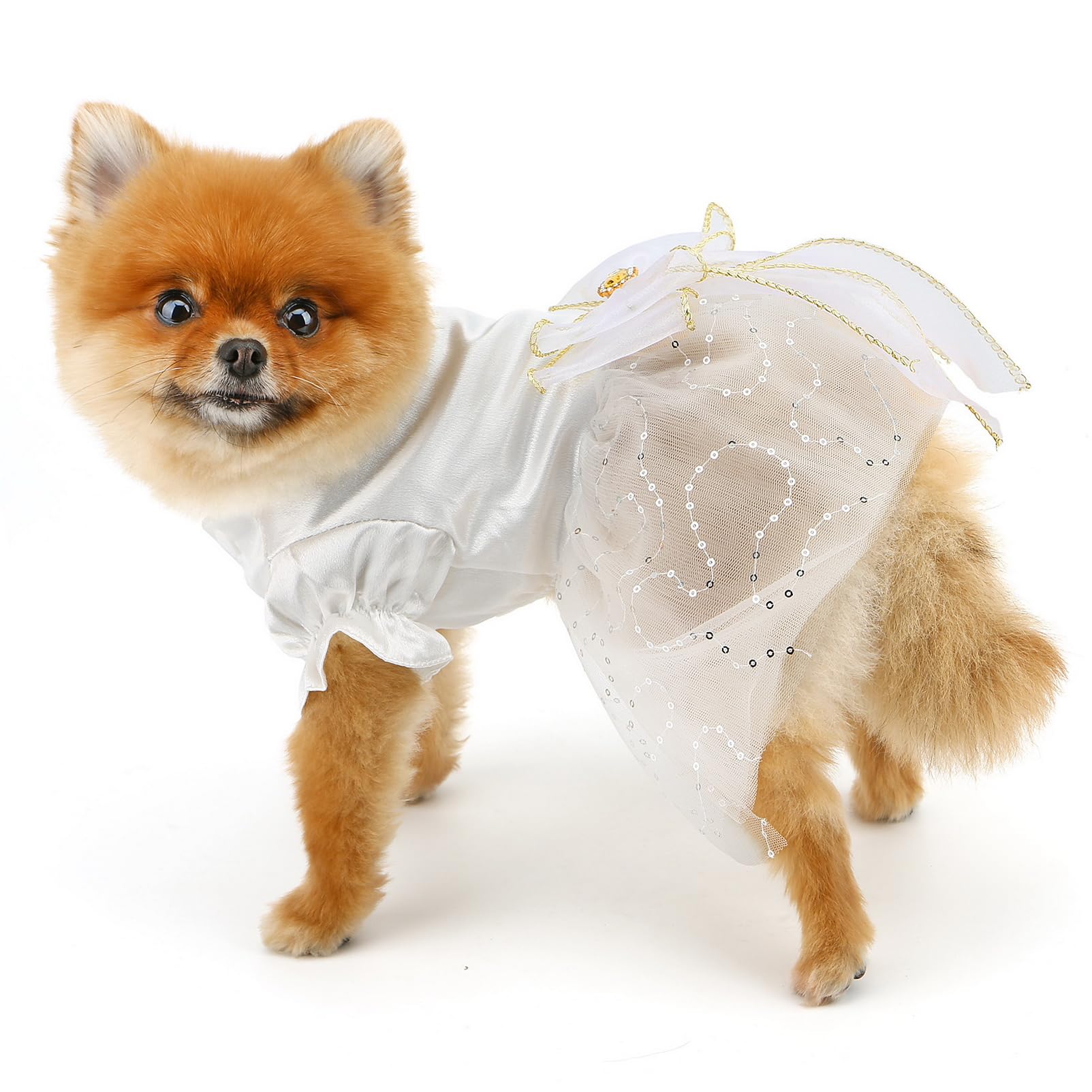 Spitz allemand allemand Spitz allemand Mittel American Eskimo Dog Spitz  japonais Pomeranian, puppy, chien esquimau américain, animaux png | PNGEgg, image size:1603x1603