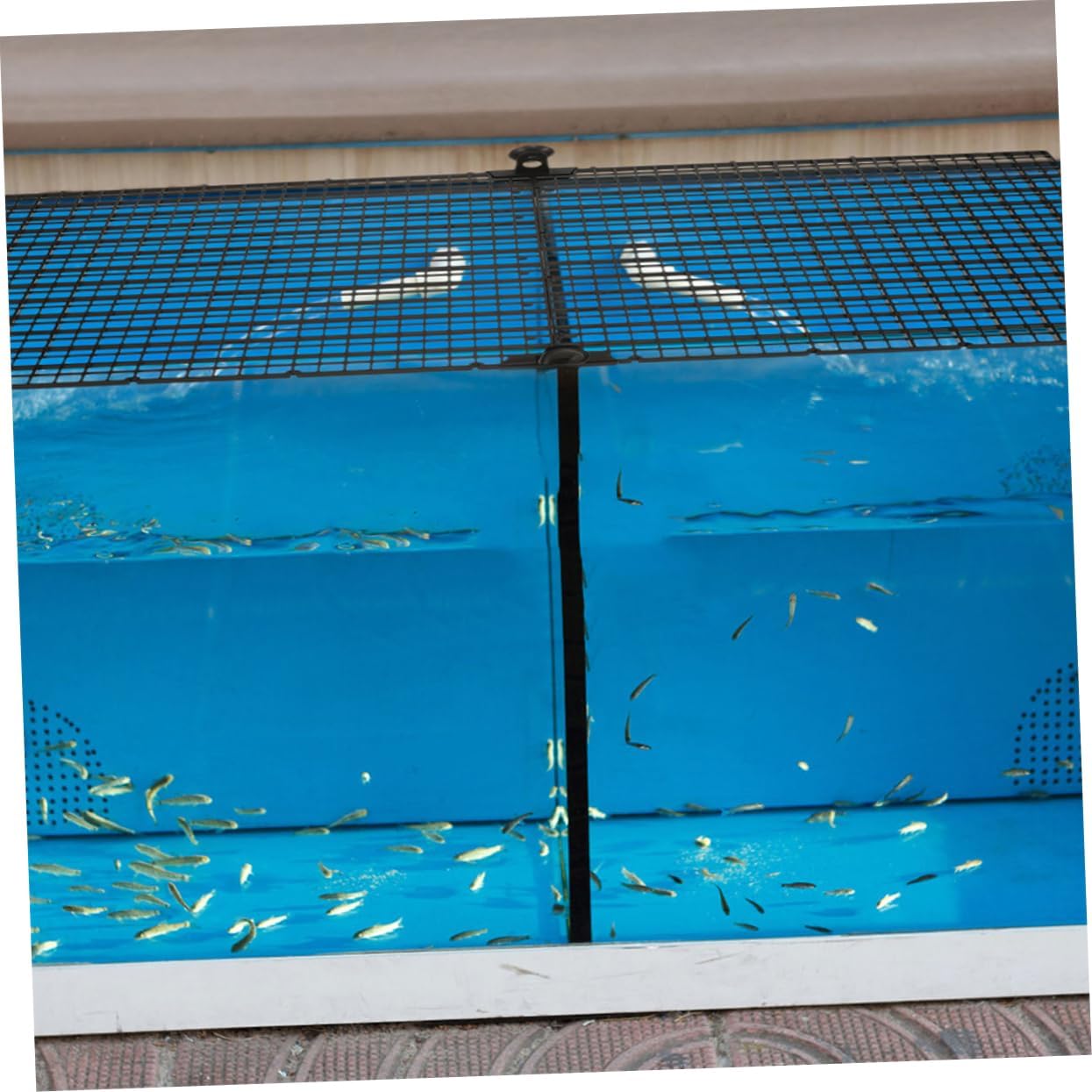Toyvian 4sets Aquarium Separator Grid Plastic Divider Tray for Fish Tank Isolation - for Breeding Different Species Fish Tank Lid