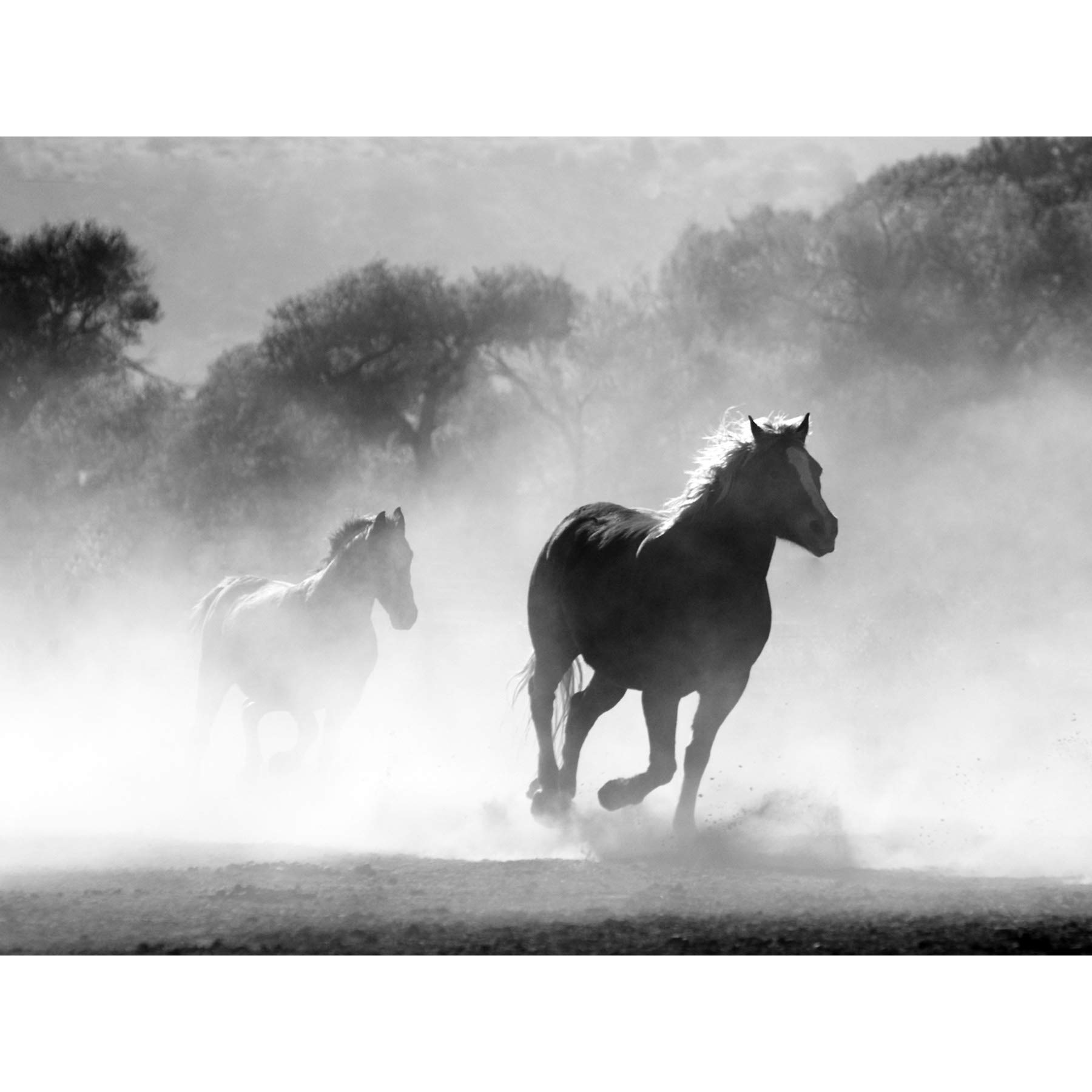 Artery8 Horses Running Mist Black White Large Wall Art Poster Print Thick Paper 18X24 Inch