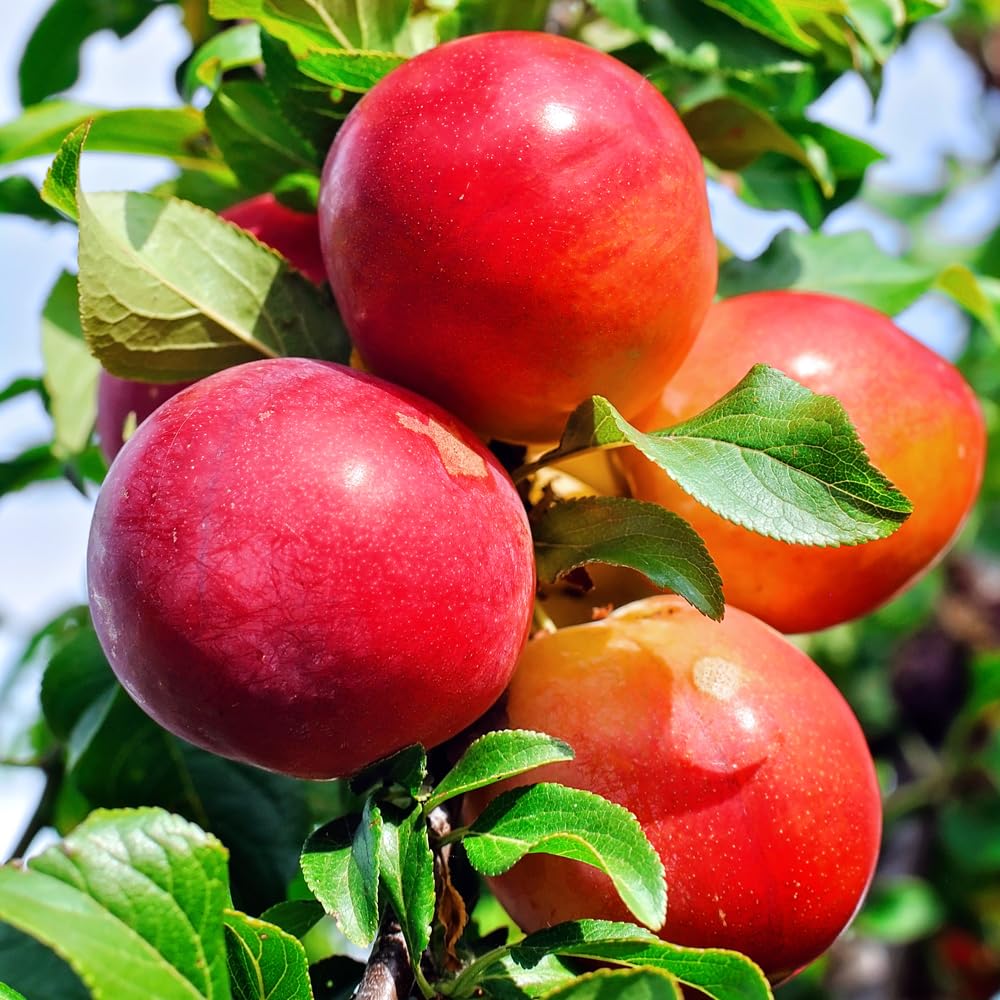 Gulf Rose Plum Tree