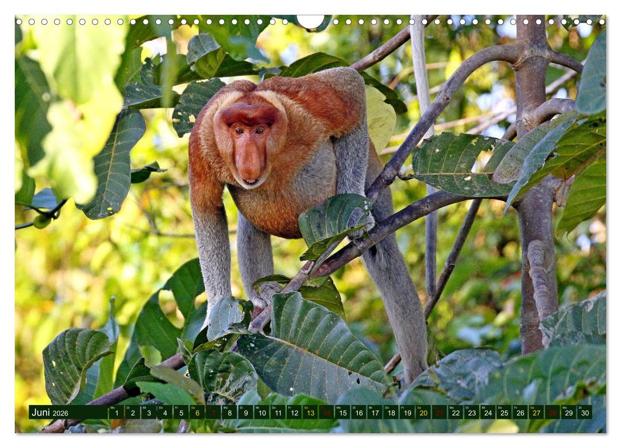 Borneo - Tierparadies Regenwald (Wandkalender 2026 DIN A3 quer), CALVENDO Monatskalender: Eine tierische Bilderreise durch Borneo (CALVENDO Tiere)