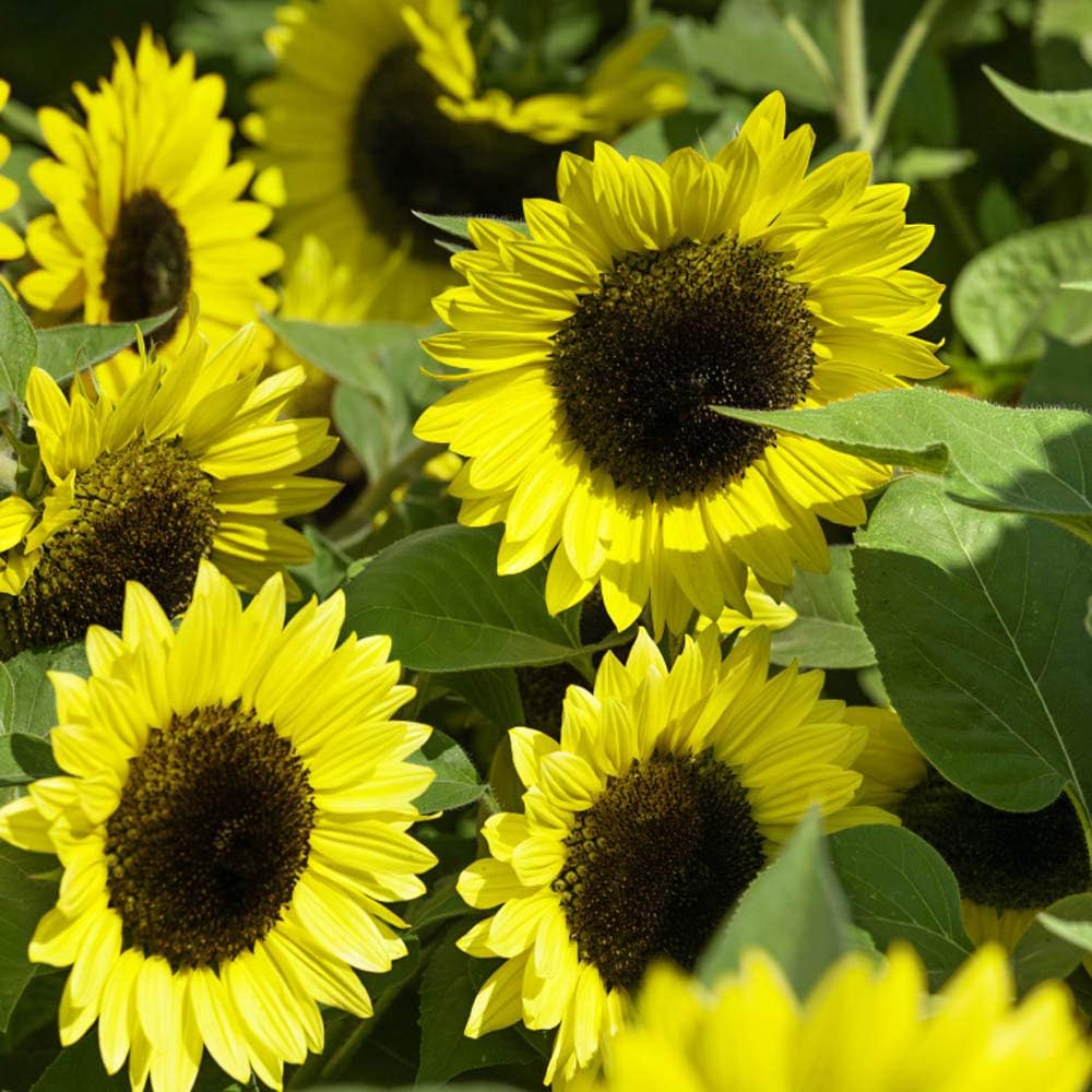 Outsidepride Lemon Queen Sunflower Seeds for Planting - 1 Lb. Annual, Easy to Grow Flower Seeds w/Vibrant, Abundant Blooms for Cut Flower Arrangements & Pollinator & Vegetable Gardens