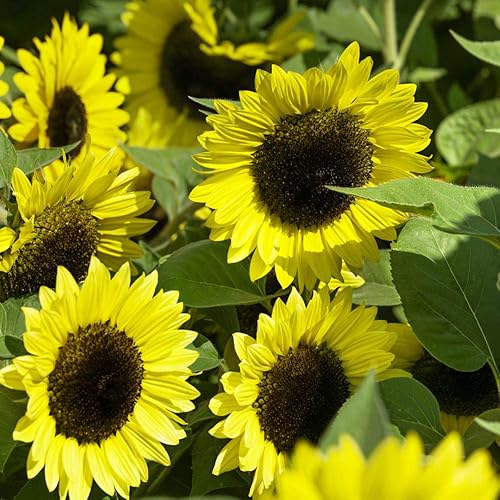 Outsidepride Helianthus Annuus Lemon Queen Sunflower Garden Cut Flower & Border Plant - 1 libra