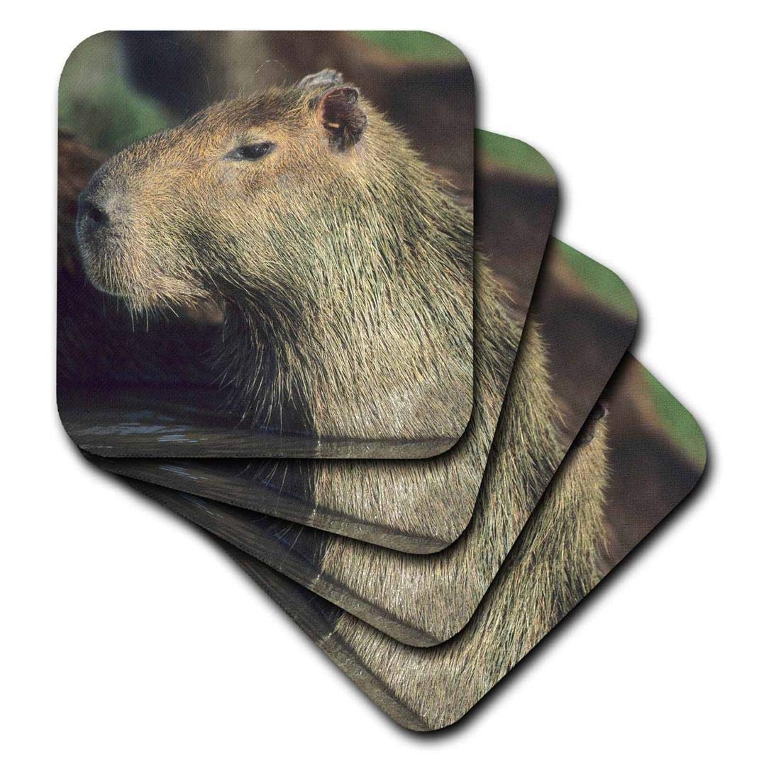 3dRoseCST_87130_3 Capybara Wildlife, Llanos, Venezuela SA20 KSC0009 Kevin Schafer Ceramic Tile Coasters, Set of 4
