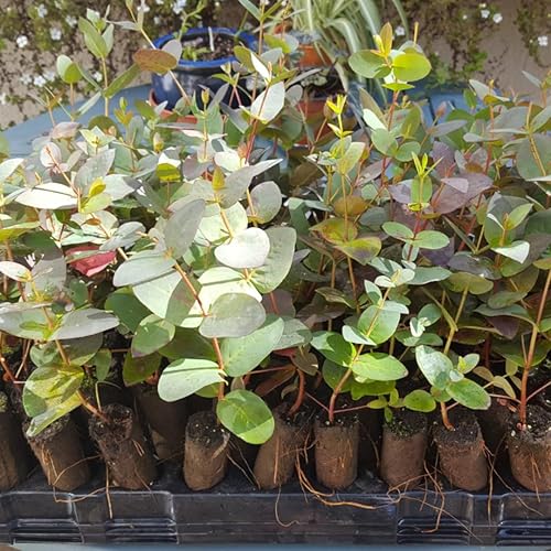 Planta de eucalipto vivo, planta viva de eucalipto azul bebé, planta de eucalipto viva, árbol de eucalipto vivo, planta de eucalipto vivo de interior