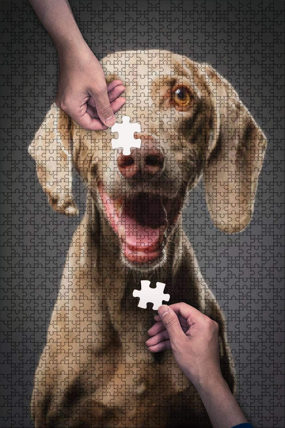 weimaraner jigsaw puzzle