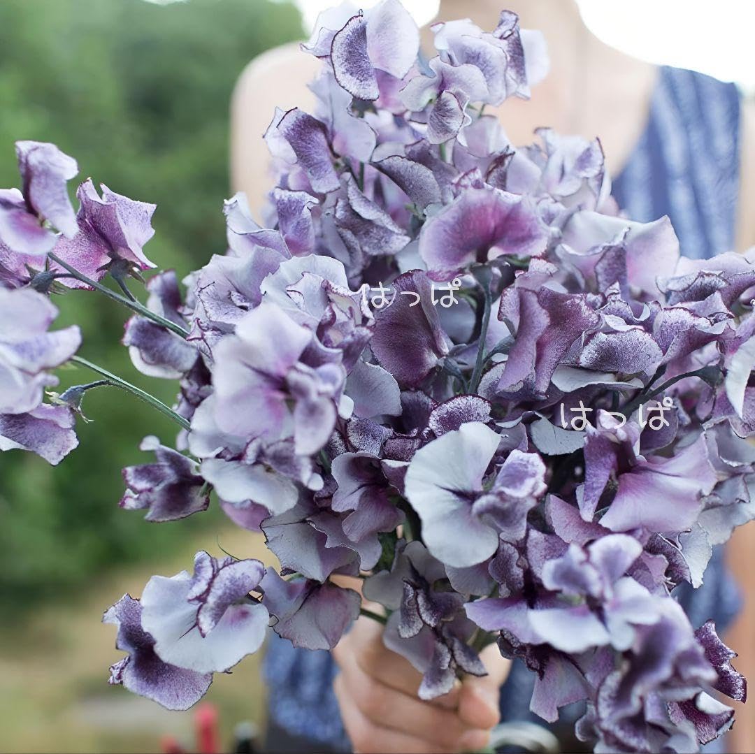 Amazon.co.jp: 在庫限り花の種 シックなスイートピー ニンバス 5粒