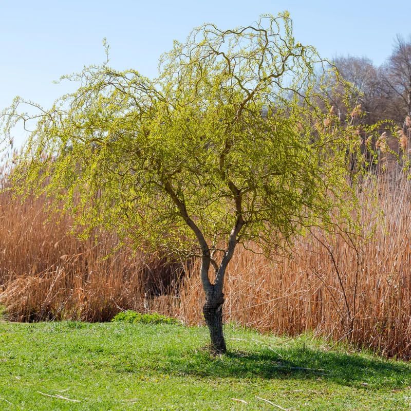 2 Curly Corkscrew Willow Tree Live Plants | 12-24" Rooted Cuttings | Cold-Hardy Native Deciduous Plants