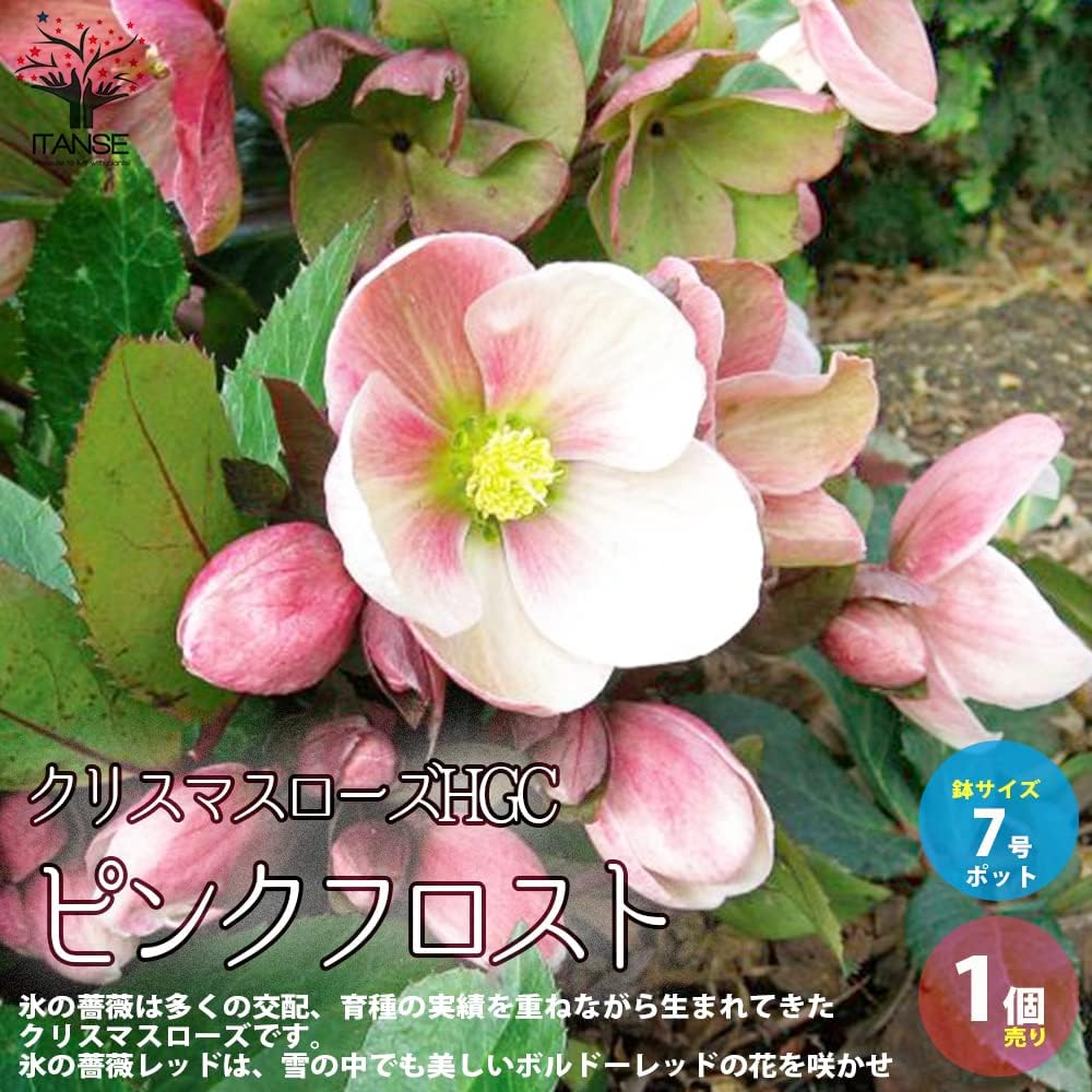 Amazon Co Jp クリスマスローズ Hgcピンクフロスト 7号ポット大苗 品種で選べる花苗 1個売り 学名 Helleborus キンポウゲ科ヘレボルス属 原産地 ヨーロッパ 西アジア ピンクフロストはの クリスマスローズ 上向きの大きな花がゴージャスに咲き誇ります 咲き始めの Amazon Co Jp クリスマスローズ Hgcピンクフロスト 7号ポット大苗 品種で選べる花苗 1個売り 学名 Helleborus キンポウゲ科ヘレボルス属 原産地 ヨーロッパ 西アジア ピンクフロストはの クリスマスローズ 上向きの大きな花がゴージャスに咲き誇ります 咲き始めの