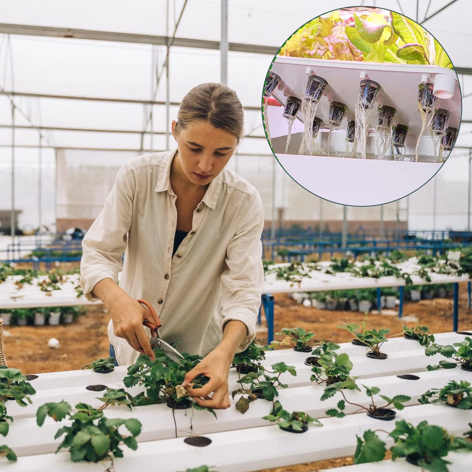 VireEyU 75 Spugne Di Crescita Idroponica In Torba - Per Semi, Verdure Ed Erbe