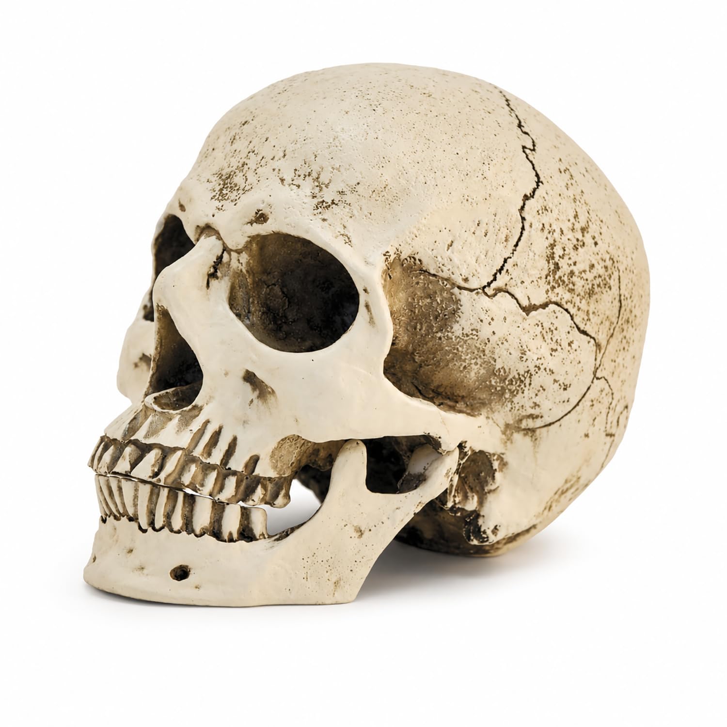 Regalos de festival de fantasmas con estatua de calavera humana realista de 5.9''