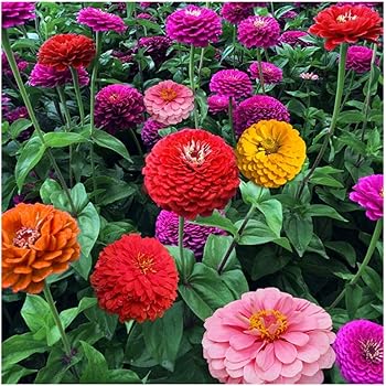 30 Pezzi Sacchetto Misto Giardino Semi Di Zinnia Seme Giardino Fiore Mini Amazon It Giardino E Giardinaggio