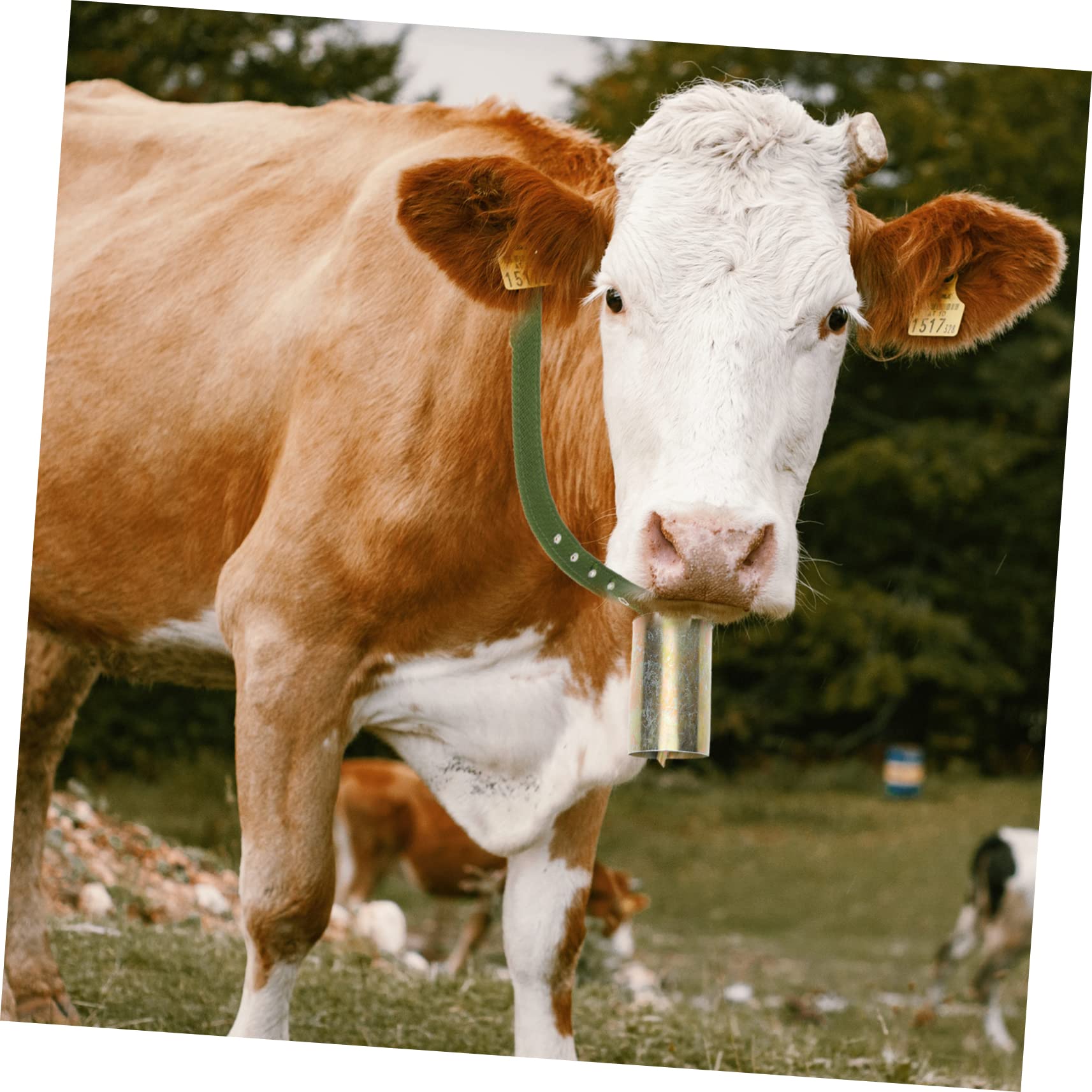 Lot De 4 Cloches Pour Animaux De Ferme - Cuivre, Son Clair Et Fort - Pour Moutons, Vaches, Chèvres, Chevaux - Anti-perte En Pâturage - 5