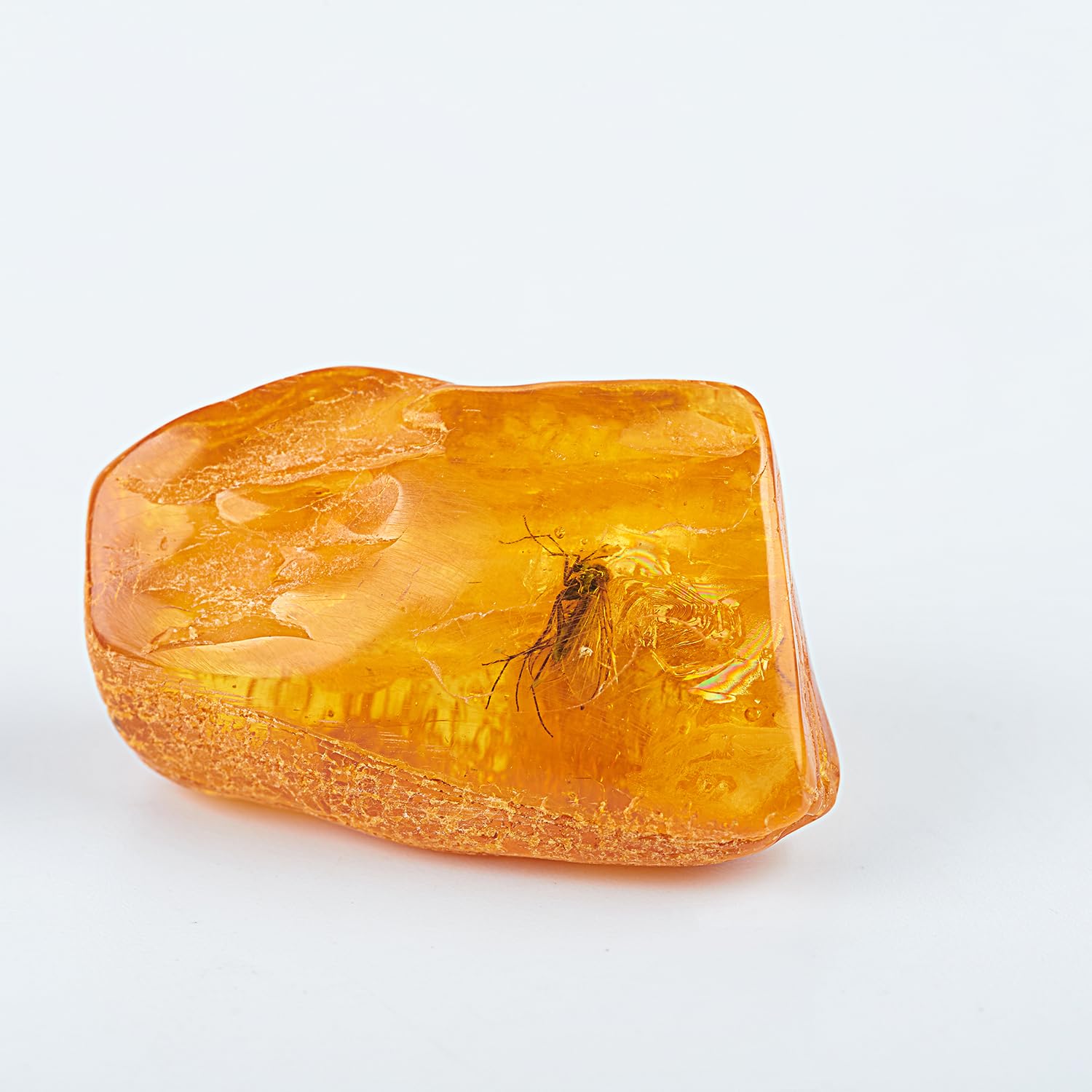 Insectos fósiles naturales de ámbar báltico, insectos de hace millones de años, muestras de insectos verdaderos, muestras de animales para el aula de ciencias, educación científica (ámbar