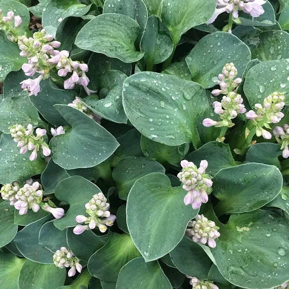 Plant Theory 9cm Pot Hosta Blue Mouse Ears Plantain Lily Perennial